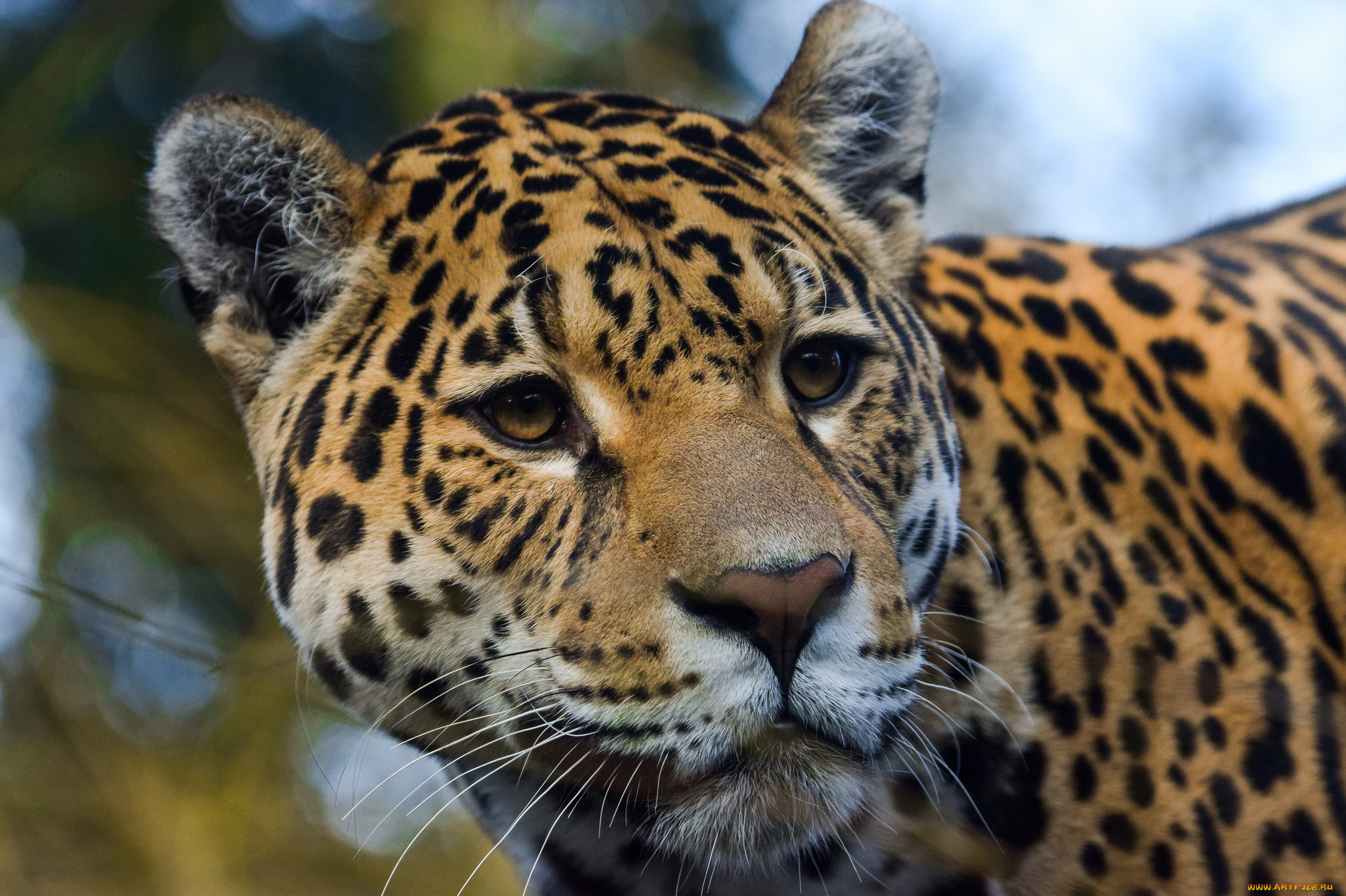 jaguar, , , 